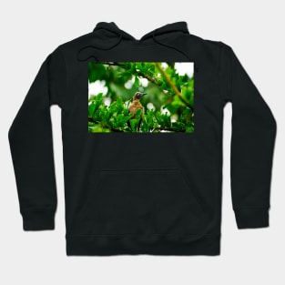 sli joven Hoodie